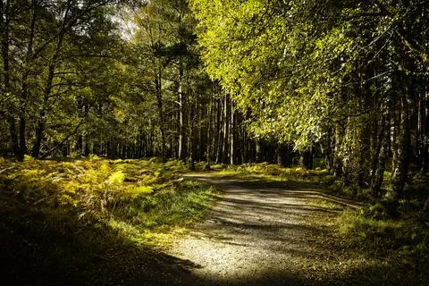 Aviemore Forest Stock Photos