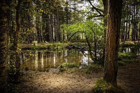 Aviemore Forest Stock Photos