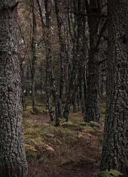 Aviemore Forest Stock Photos
