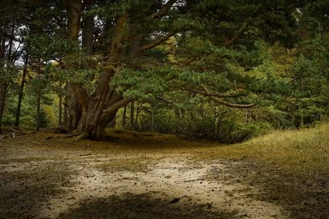 Aviemore Forest Stock Photos