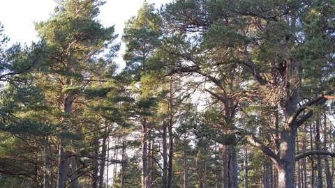 Aviemore woods Stock Footage 243829443