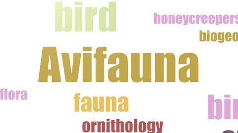 Avifauna Wordcloud Animated On White Background Stock Footage 103666632