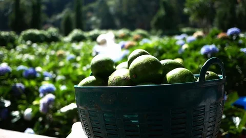Avocado in a basket placed over a field of hydrangea flowers background . Stock Footage 118730045