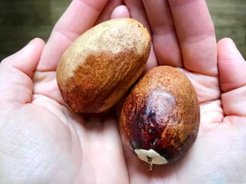Avocado bones in the palms. Stock Photos