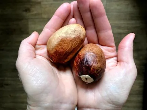 Avocado bones in the palms. Stock Photos