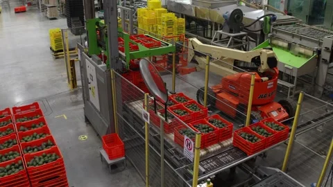 Avocado Crates Moving Through Automated Packing Warehouse Stock Footage 341326619
