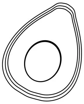 Avocado doodle outline for colouring Stock Illustration