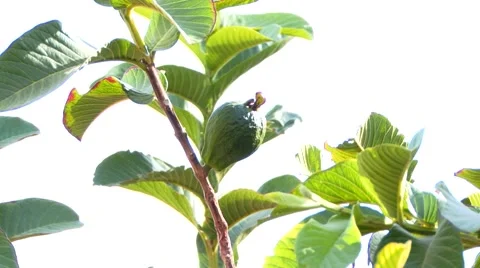 Avocado flower Stock Footage 49479874
