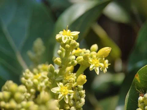 Avocado flower Stock Photos
