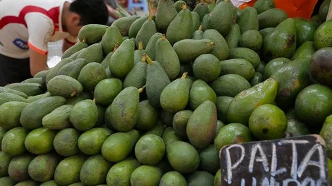 Avocado Video stock 103032092