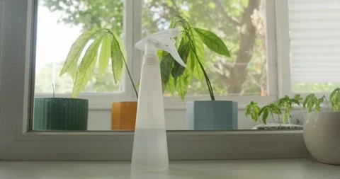 Avocado Stock Footage 226970308