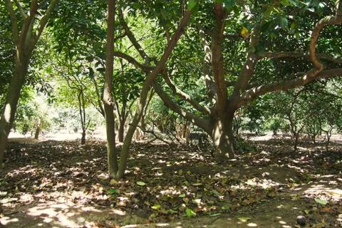 Avocado forest, beautiful textures tree planting Stock Photos