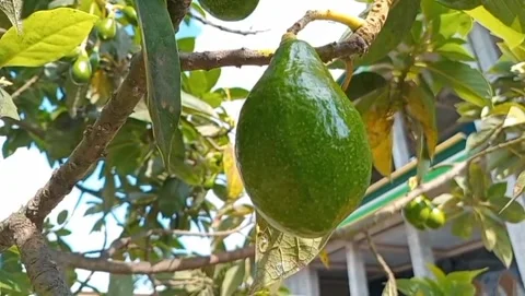 Avocado fruit appears to be hanging from a branch Stock Footage 319414702
