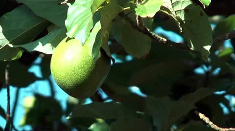 Avocado Fruit hanging in tree blown by soft wind Stock Footage