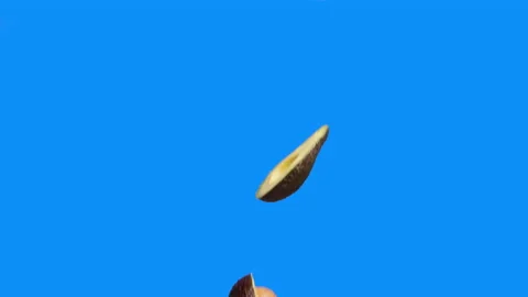 Avocado fruit isolated on blue background. Half of ripe avocado isolated on Stock Footage 167951355