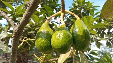 Avocado fruit is oval in shape Stock Footage 319414706
