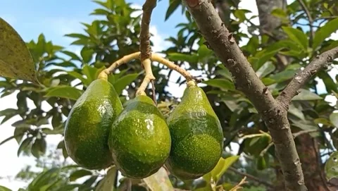 Avocado fruit is oval in shape tapered at the ends Stock Footage 319414701