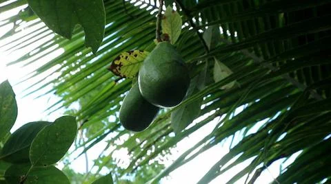 Avocado fruit Foto stock