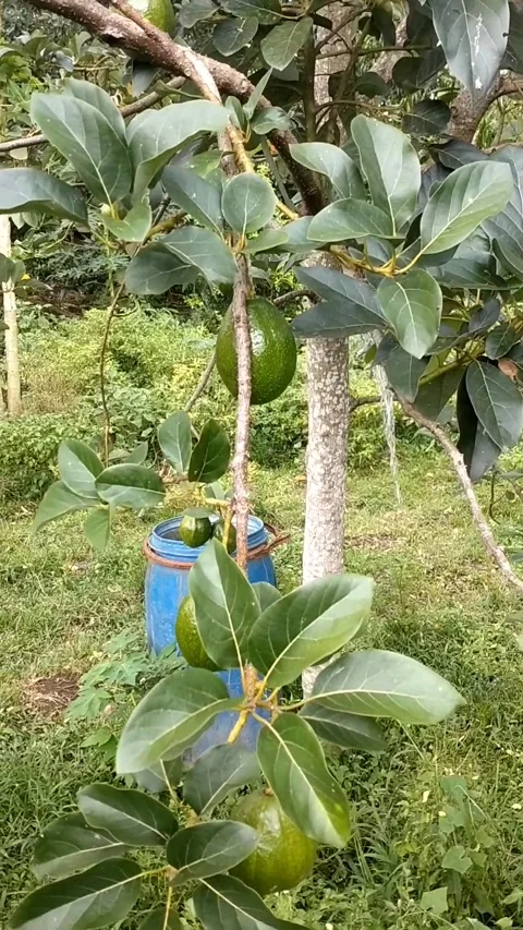 Avocado fruit plant Stock Footage 326097876