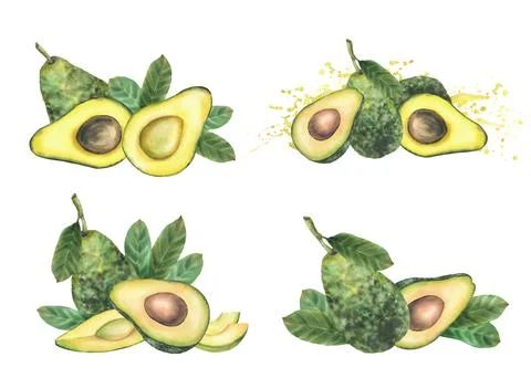 Avocado fruit set with whole and sliced halves, leaves and seed. Hand painted Stock Illustration