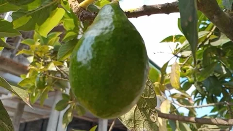 Avocado fruit is shiny green Video stock 319414700