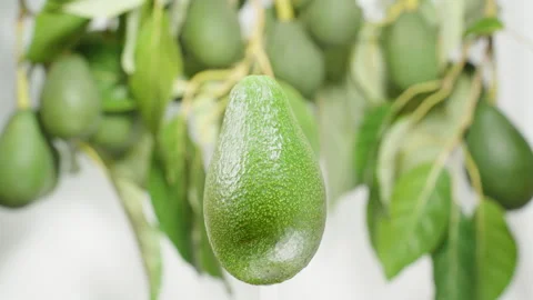 Avocado fruit spinning in a loop against the backdrop of wind-swayed tree branch Stock Footage 264859257