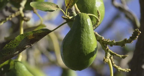 Avocado fruit in the sun, close-up, 4K slomo Stock Footage 249734558