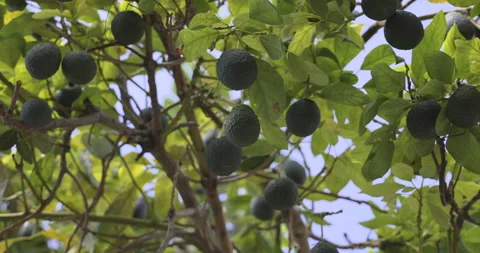 Avocado fruit on the tree, 4K Stock Footage 221269557