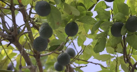 Avocado fruit on the tree, 4K Stock Footage 221269874