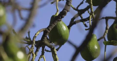 Avocado fruit on the tree, 4K slomo Stock Footage 249729975