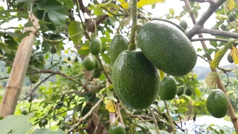 Avocado fruit on the tree Stock Footage 82473257