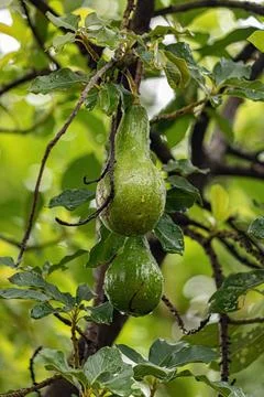 Avocado Fruit Tree Foto stock