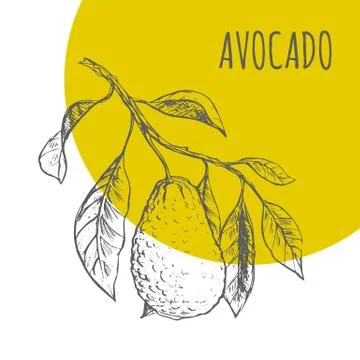 Avocado fruit vector botanical illustration sketch plant Stock Illustration