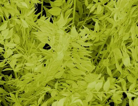 Avocado Green Tree Leaf Flora Background Stock Photos