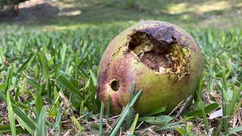 Avocado in the ground being devoured by hungry ants Видео 129999193