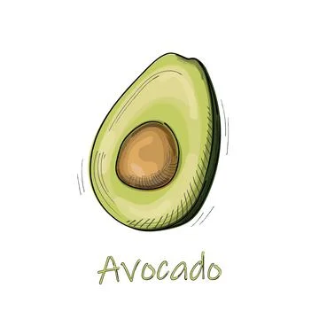 Avocado hand drawn vector illustration. Sketch tropical summer fruit, isolate Stock Illustration