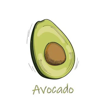 Avocado hand drawn vector illustration. Sketch tropical summer fruit, isolate Stock Illustration