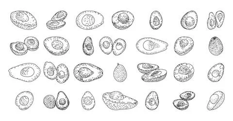 Avocado hand drawn vector illustrations. Stock Illustration