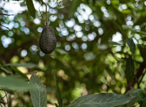 Avocado hanging from a branch of its tree, surrounded by plants and trees i.. Stock Photos