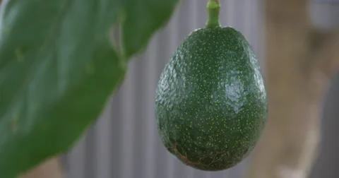 Avocado hanging in a tree 2 - 4K (UltraHD) Stock Footage 39666666