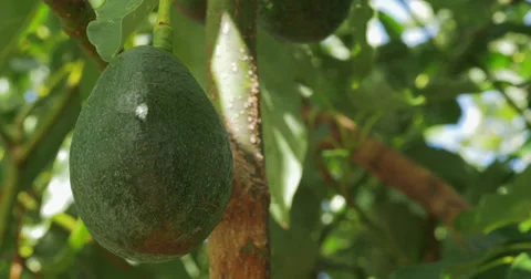 Avocado hanging in a tree 3 - 4K (UltraHD) Video stock 39679317