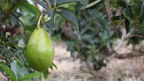 Avocado hanging from tree, blurred background Stock Footage 300908789