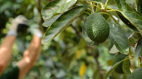Avocado hass fruit hanging at tree in harvest in a plantation Stock Footage