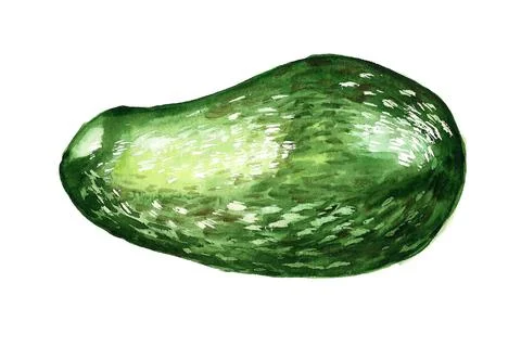 Avocado Stock Illustration