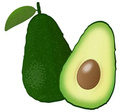 Avocado Stock Illustration