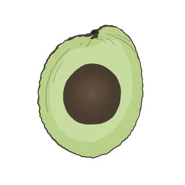 Avocado Stock Illustration