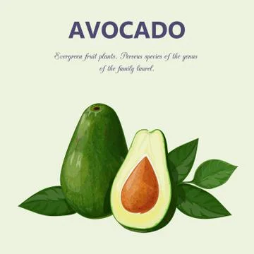 Avocado. Isolated objects Stock Illustration