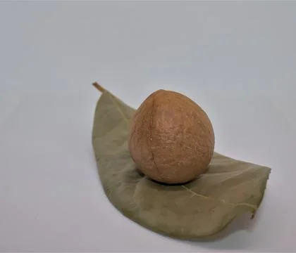 Avocado large seed on mint leaf Stock Photos