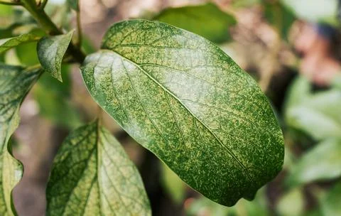 Avocado leaf background. Close up of a beautiful avocado leaf Stock Photos