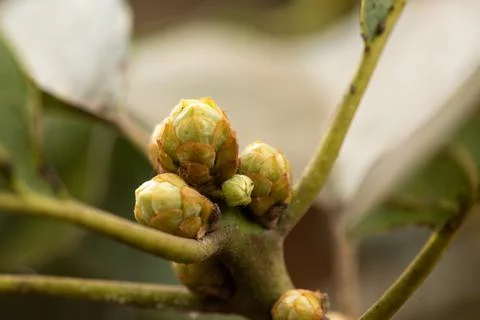 Avocado Leaf Buds Growing on Tree Branch Foto stock